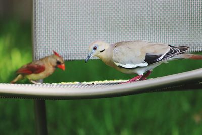 Close-up of birds perching on a bird feeder