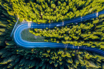 Directly above shot of road amidst trees in forest