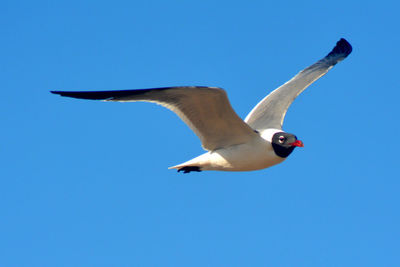 Low angle view of seagull flying in sky