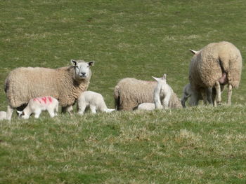 New lambs in scotlan