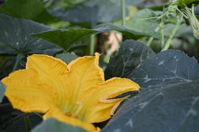 Close-up of fresh leaf on plant