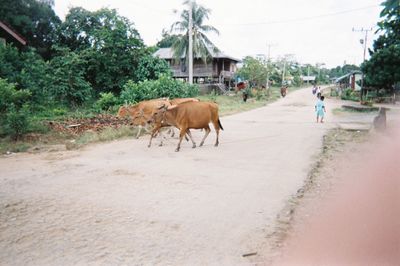 View of horse walking on road