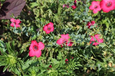 Close-up of pink flowering plants