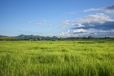 Scenic view of agricultural field against sky