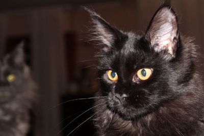 Portrait of black cat at home