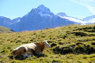 View of a cow on field against mountain range