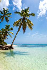 Scenic view of palm tree at sea against sky