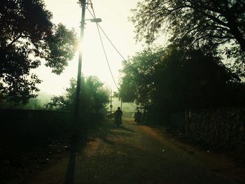 Road along trees