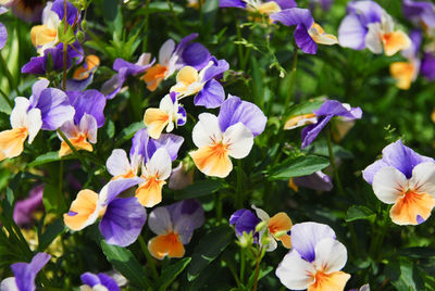 Close-up of purple flowering plants in park