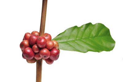 Close-up of cherries on plant against white background