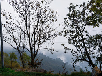 Trees on mountain against sky