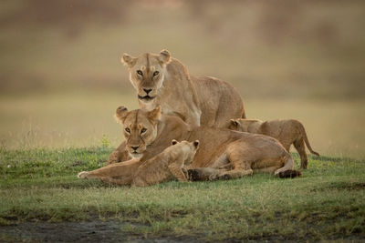 Lioness stands behind another with two cubs