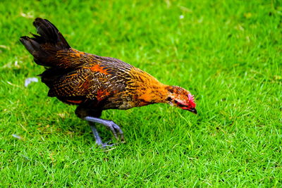 Close-up of a bird on field