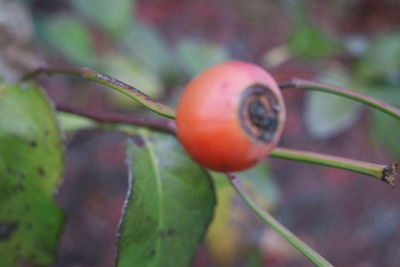 Close-up of fruit growing on plant