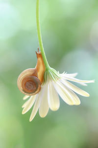 Close-up of snail on plant