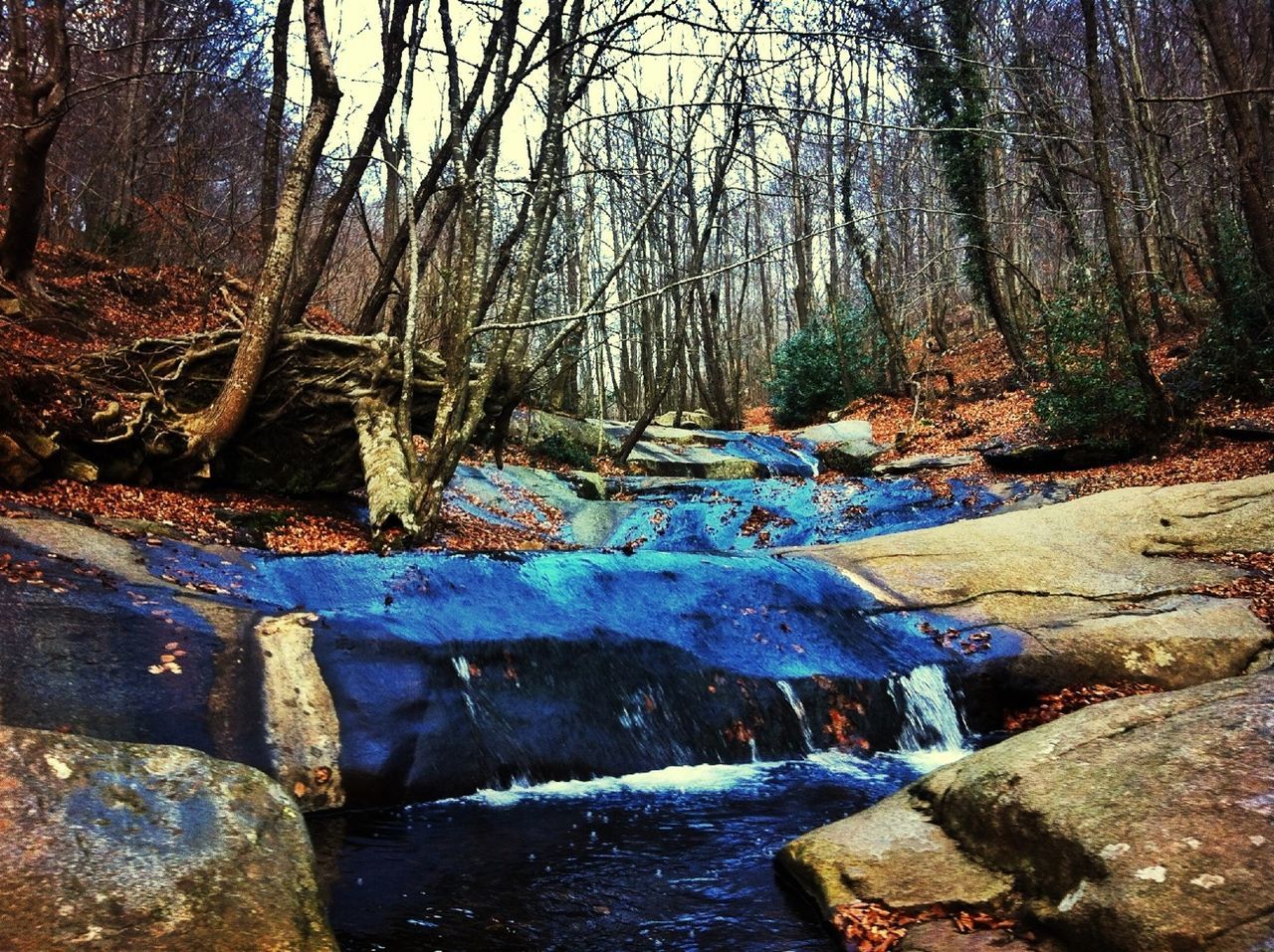 water, tree, forest, tranquility, nature, tree trunk, stream, beauty in nature, tranquil scene, rock - object, scenics, branch, river, bare tree, outdoors, day, growth, no people, non-urban scene, woodland