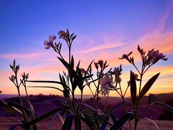 Close-up of plants on field against orange sky