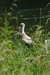 Stork on grassy field