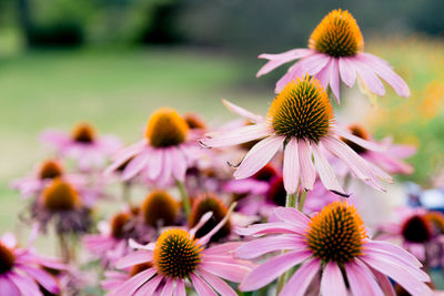 Close-up of coneflowers blooming outdoors