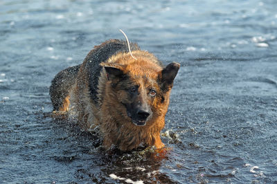 Portrait of dog in lake