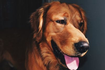 Close-up of dog