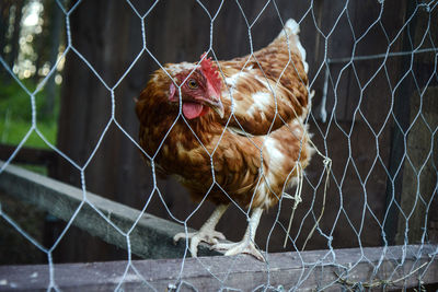 Chicken seen through chainlink fence