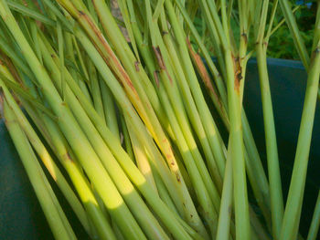 Close-up of fresh green plant