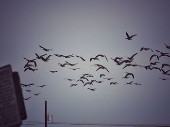 Birds flying in sky