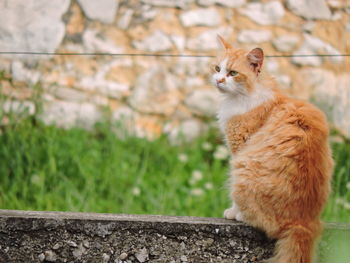 Cat sitting outdoors
