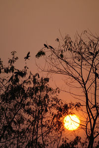 Low angle view of silhouette trees against sky during sunset