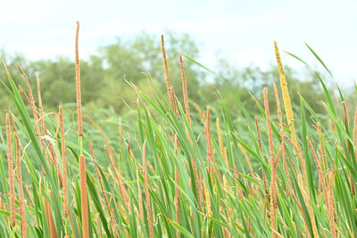 Close-up of stalks in field against sky