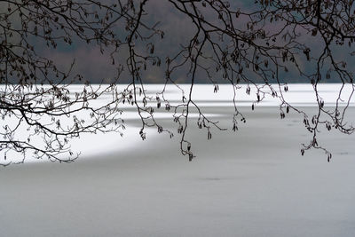 Scenic view of tree branches against frozen lake  during winter