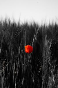 Close-up of red poppy flowers