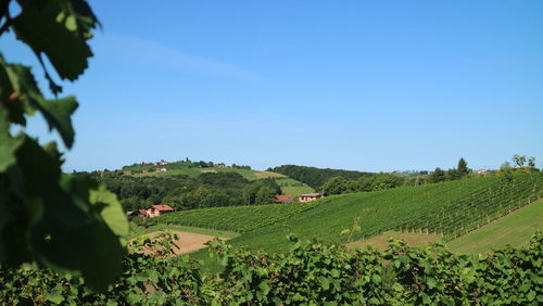 Scenic view of landscape against clear blue sky