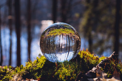 Close-up of ball on tree