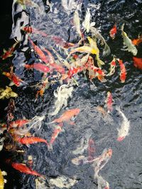 View of koi carps swimming in lake