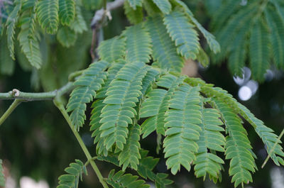 Close-up of fern leaves