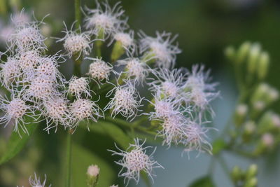 Close-up of flowering plant