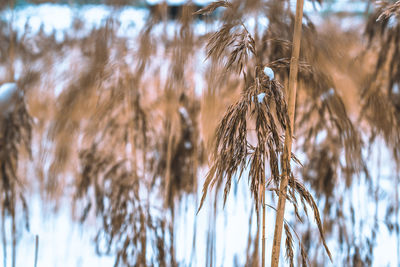 Close-up of plants in water with snow