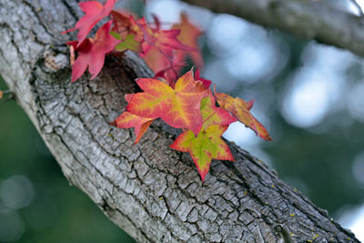 Close-up of maple leaves on tree trunk