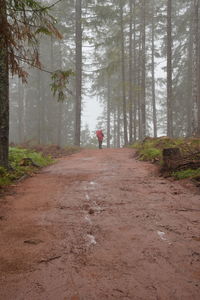 Rear view of person walking on road amidst trees in forest