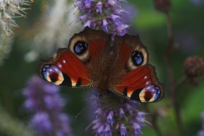 Close-up of butterfly pollinating on purple flower