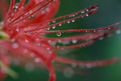 Close-up of water drops on red flower