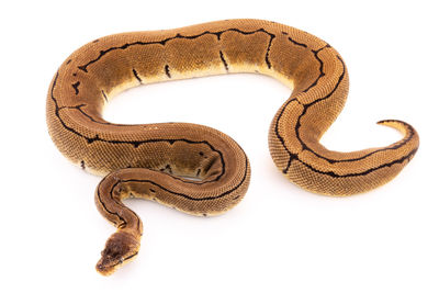 High angle view of snake against white background