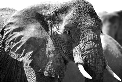 Close-up of elephant