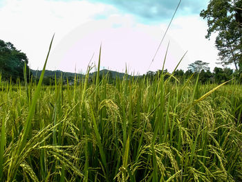 Crops growing on field against sky