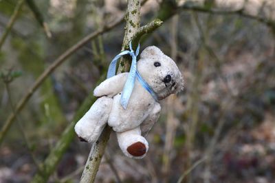 Close-up of stuffed toy