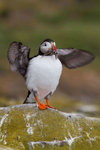 Close-up of bird perching on rock