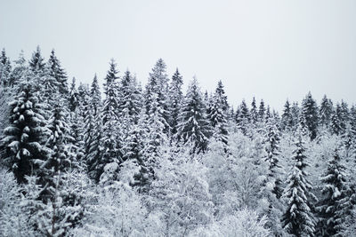 Snow covered trees