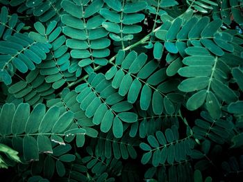 Full frame shot of leaves